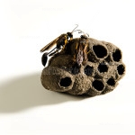 Editofoto - Lorenzo Brasco Photo - Potter wasp