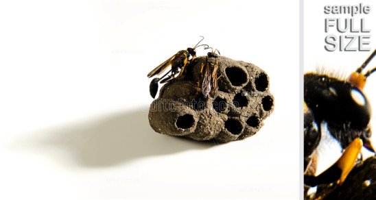 Editofoto - Lorenzo Brasco Photo - Potter wasp