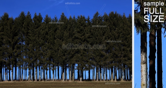 Editofoto - Lorenzo Brasco Photo - Wood pine