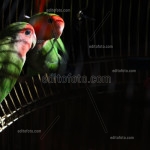 Editofoto - Lorenzo Brasco Photo - Parrot