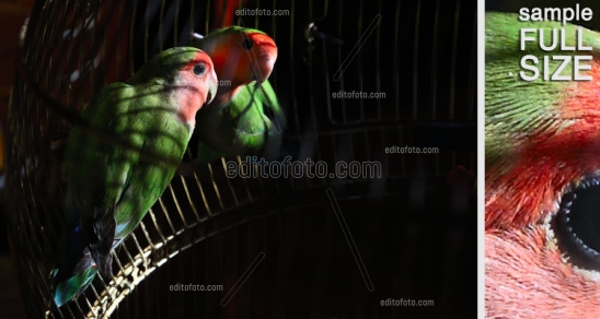 Editofoto - Lorenzo Brasco Photo - Parrot