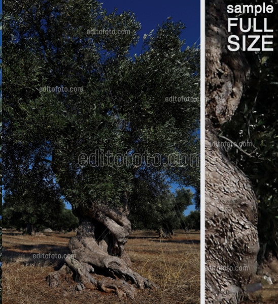 Editofoto -Lorenzo Brasco Photo - Olive Tree