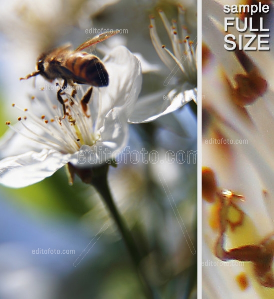 Editofoto - Lorenzo Brasco Photo - Bee Flower