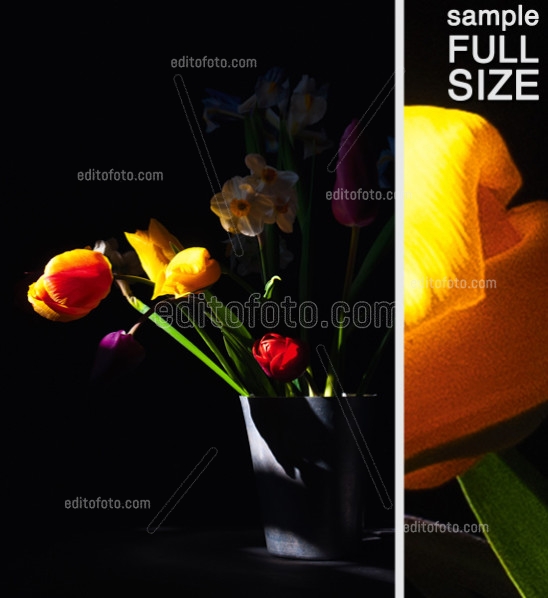 Editofoto - Lorenzo Brasco Photography - Tulips vase In Spring
