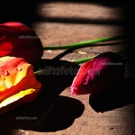 Editofoto - Lorenzo Brasco Photography - Tulips spring