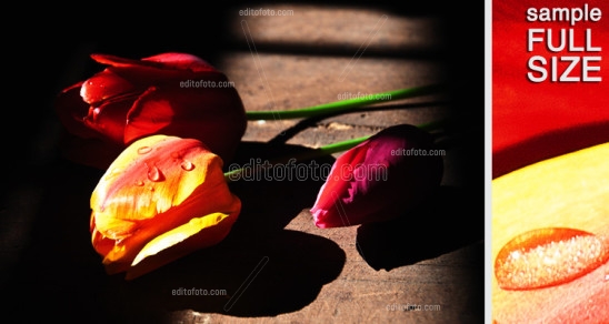 Editofoto - Lorenzo Brasco Photography - Tulips spring