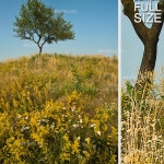 Editofoto - Lorenzo Brasco Photography - Tree Hill