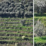 Editofoto - Lorenzo Brasco Photography - Hill olive Italy