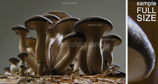 Editofoto - Lorenzo Brasco Photo - Mushroom