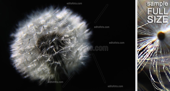 Editofoto - Lorenzo Brasco Photografy - Dandelion Flower