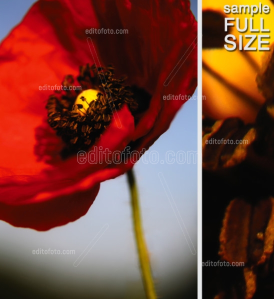 Editofoto - Lorenzo Brasco Photography - Red Poppy
