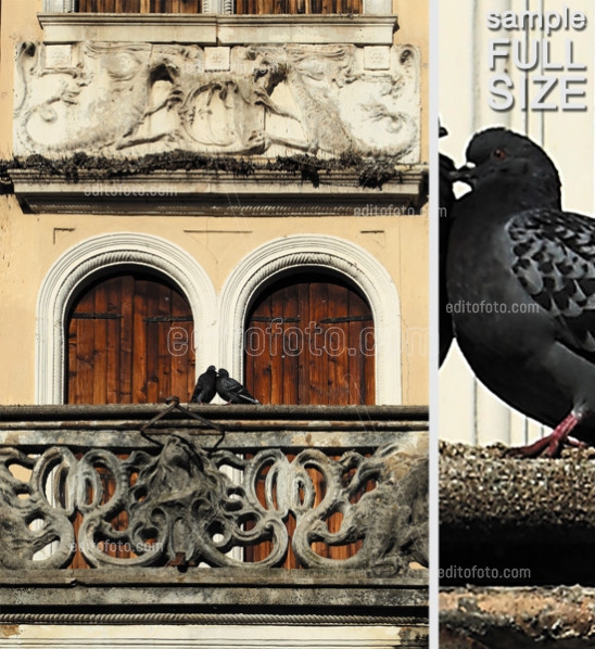 Editofoto - Lorenzo Brasco Photo - Pigeons
