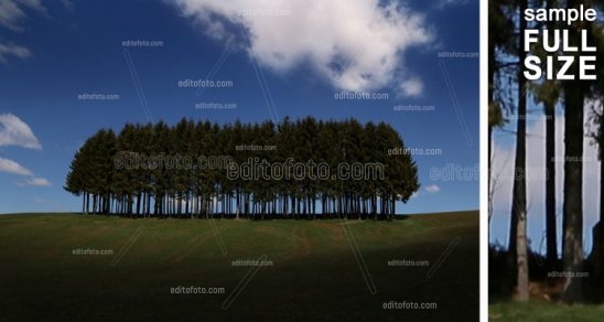 Trees, grove near Asiago Plateau Veneto.