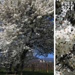 Mossano flowering almond tree. Spring landscape of the Berici hills. Veneto, Italy.