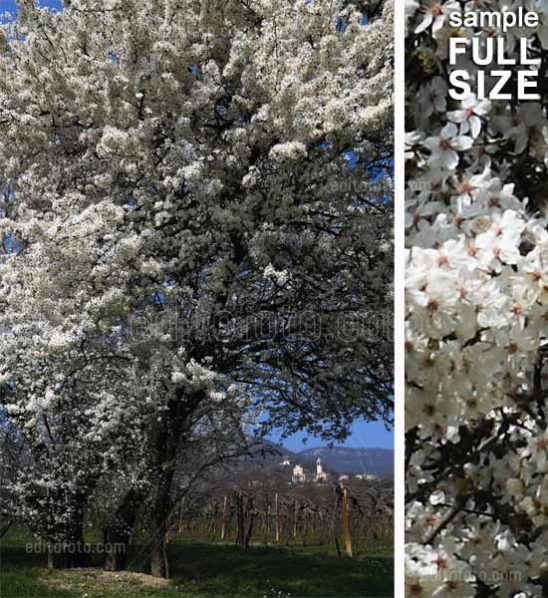 Mossano flowering almond tree. Spring landscape of the Berici hills. Veneto, Italy.
