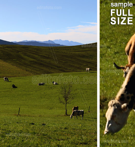 Asiago pascolo altipiano con mucche. Veneto, Italia